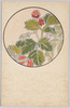 花のデザイン(15)野いちご/Flower Design (15) Wild Strawberry image