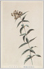 (日光高山植物)クサンダマ [クサレダマ]/(Alpine Plants in Nikko) Kusaredama (Lysimachia Vulgaris Var. Davurica) image