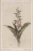(日光高山植物)サルメンエビネ/(Alpine Plants in Nikko) Sarumen Ebine (Calanthe Tricarinata) image