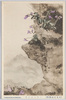 (日光高山植物)コウシンソウ/(Alpine Plants in Nikko) Kōshinsō (Pinguicula Ramosa) image