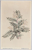 (日光高山植物)イハワウギ/(Alpine Plants in Nikko) Ihawaugi (Hedysarum Elongatum) image