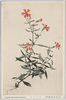(日光高山植物)ビランジ/(Alpine Plants in Nikko) Biranji (Silene Maximowicziana) image