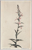 (日光高山植物)サワキケウ/(Alpine Plants in Nikko) Sawakikeu (Orchis Pauciflora) image