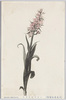 (日光高山植物)ハクサンチドリ/(Alpine Plants in Nikko) Hakusan Chidori (Orchis Aristata) image