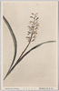 (日光高山植物)コケイラン/(Alpine Plants in Nikko) Kokeiran (Oreorchis Patens) image