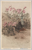 (日光高山植物)コマグサ/(Alpine Plants in Nikko) Komagusa (Dicentra Pusilla) image