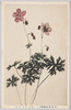 (日光高山植物)ヤシウフウロ [ハクサンフウロ]/(Alpine Plants in Nikko) Hakusanfūro (Geranium Yesoense Var. Nipponicum) image
