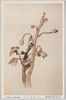 (日光高山植物)ショウキラン/(Alpine Plants in Nikko) Shōkiran (Yoania Japonica) image