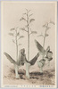 (日光高山植物)スズムシサウ/(Alpine Plants in Nikko) Suzumushisō (Liparis Liliifolia) image