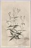 (日光高山植物)センヂセンノウ [センジュガンピ]/(Alpine Plants in Nikko) Senjugampi (Lychnis Gracillima) image