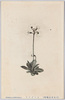 (日光高山植物)ヒナザクラ/(Alpine Plants in Nikko) Hinazakura (Primula Nipponica) image