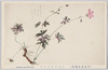 (日光高山植物)ハクサンフウロ/(Alpine Plants in Nikko) Hakusanfūro (Geranium Yesoense) image