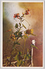 夏の花(2)/Summer Flowers (2) image