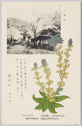 コケリンダウ 竜胆科(花四月) / Koke Rindō (Gentiana Squarrosa) Gentiana Family (Flowering in April) image