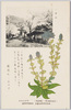 コケリンダウ 竜胆科(花四月)/Koke Rindō (Gentiana Squarrosa) Gentiana Family (Flowering in April) image