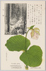 クマガヘサウ 蘭花(花四月下旬)/Kumagaisō (Cypripedium) Orchid Flower (Flowering in Late April) image