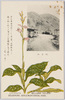 ミヤマウゾラ〈蘭花〉(花六月)/Miyama Uzura (Goodyera Schlenchtendaliana) (Orchid Flower) (Flowering in June) image