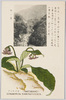 イハタバコ(苦苣苔科)/Iwatabako (Conandron Ramondioides) (Gesneriaceae) image