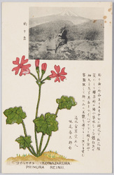 コイハサクラ / Koiwazakura (Primura Reinii) image