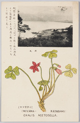 ミヤマカタバミ / Miyama Katabami (Oxalis Acetosella) image