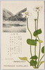 ウメバチサウ(花九月)/Umebachisō (Parunassia Nummularia) (Flowering in September) image