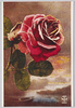 ばらの花(1)/Rose Flower (1) image