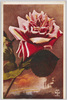 ばらの花(3)/Rose Flower (3) image