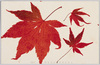 木曽紅葉実写類集之内(其五)/A Collection of Pictures of Autumn Leaves in Kiso (5) image