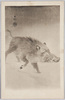 イノシシ/Wild Boar image