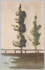 針葉樹/Conifers image
