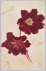 赤い花 / Red Flowers image