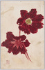 赤い花/Red Flowers image