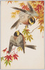 野鳥(3) ヤマガラ/Wild Birds (3) Varied tit image