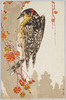 野鳥(5) アカゲラ/Wild Birds (5) Great Spotted Woodpecker image