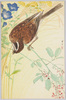 野鳥(6) ホオジロ/Wild Birds (6) Meadow Bunting image