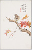 紅葉に雀/Maple Leaves with a Sparrow image