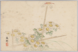 小菊とトンボ / Chrysanthemums and Dragonfly image