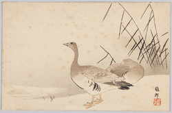 水辺の雁 / Wild Geese at the Waterside image