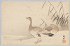 水辺の雁/Wild Geese at the Waterside image