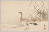 水辺の雁/Wild Geese at the Waterside image