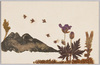 植物(2)マンネンサウ ミチトリ スミレ リンドウ他(標本貼付)/Plants (2) Sedum, Michitori, Violets, Gentian, and Other Plants (Specimens Attached) image