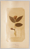 富士高山植物 しらかばちごゆり/Alpine Plants of Mt. Fuji: White Birch, Chigoyuri (Disporum Smilacinum) image