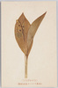 きみかげさう 日本アルプス高山植物/Lily-of-the-Valley, Alpine Plants of Japan Alps image