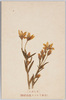 せんぶり 日本アルプス高山植物/Semburi Swertia Japonica, Alpine Plants of Japan Alps image