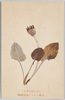 せんぼんやり 日本アルプス高山植物/Sembonyari Leibnitzia Anandria, Alpine Plants of Japan Alps image