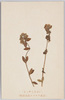 いぶきじゃこう 日本アルプス高山植物/Ibuki Jakō Thymus Quinquecostatus, Alpine Plants of Japan Alps image