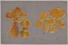 黄色いキノコ(立体細工貼付)/Yellow Mushrooms (Motif Attached) image