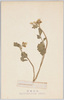 高山植物 しらかば おほばたねつけばな/Alpine Plants: White Birch, Ōba Tanetsukebana (Cardamine Regeliana Miq.) image