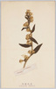 高山植物 しらかば きりんさう/Alpine Plants: White Birch, Kirinsō (Phedimus Aizoon Var. Floribundus) image