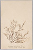 いばらのり 紅藻類 たまみ科 食用/Ibaranori (Hypnea Charoides Lamouroux), Sphaerococcaceae, Edible Red Algae image